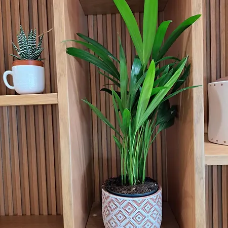 아파트 Tetris 티라나